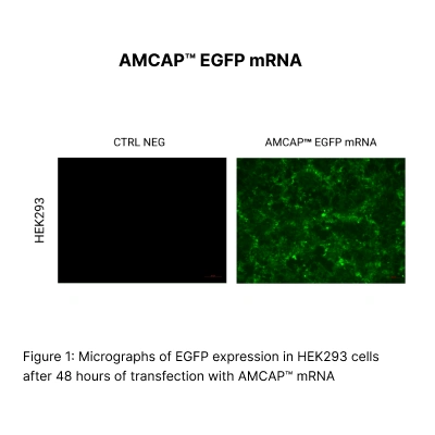 AMCAP™ EGFP mRNA - Image 2