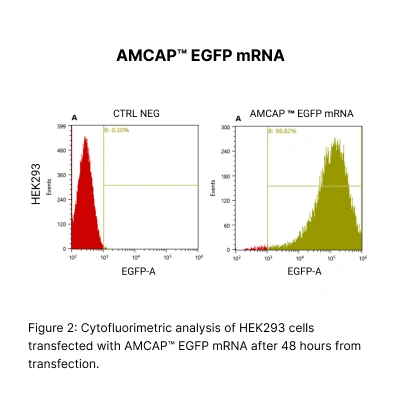 AMCAP™ EGFP mRNA - Image 3