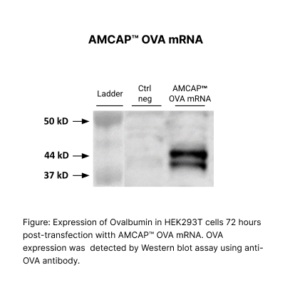 AMCAP™ OVA mRNA - Image 2