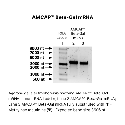 AMCAP™ β-Galattosidase mRNA - Image 2