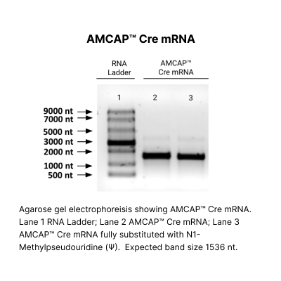 AMCAP™ Cre recombinase mRNA - Image 2