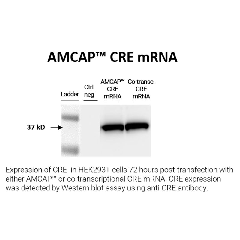 AMCAP™ Cre recombinase mRNA - Image 3