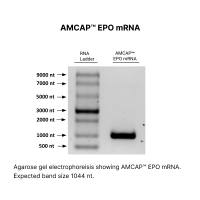 AMCAP™ EPO mRNA - Image 2
