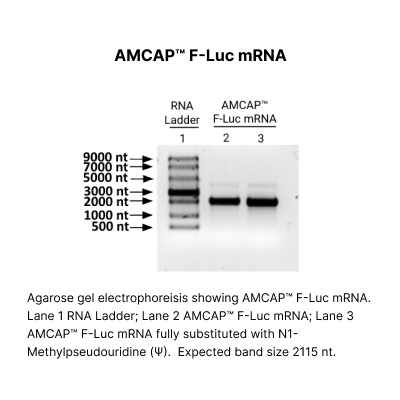 AMCAP™ Luciferase mRNA - Image 2