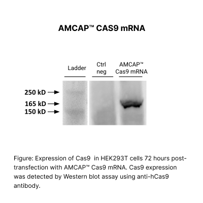 AMCAP™ Cas9 mRNA - Image 2