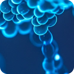 AMCAP™ mCherry mRNA