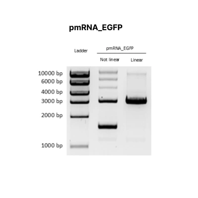 pmRNA_EGFP - Image 2