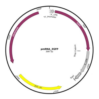 pmRNA_EGFP - Image 3