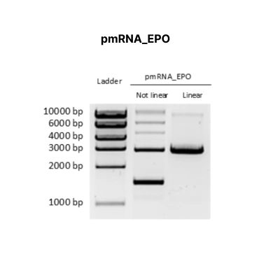 pmRNA_EPO - Image 2