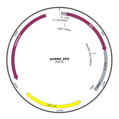 pmRNA_EPO - Image 3