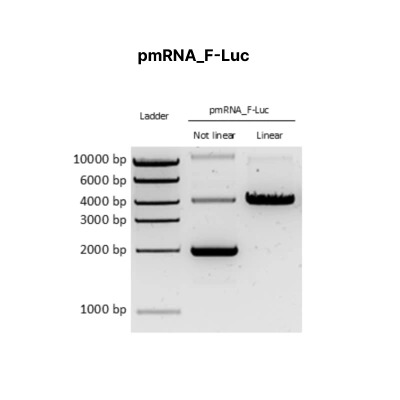 pmRNA_F-Luc - Image 2