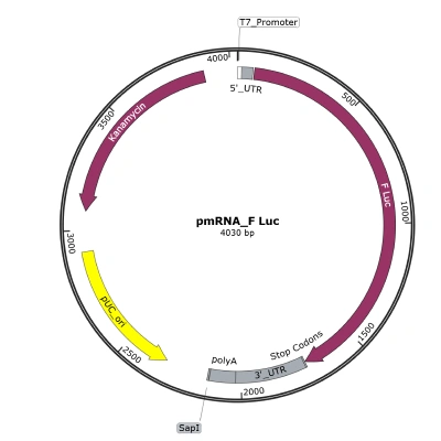 pmRNA_F-Luc - Image 3