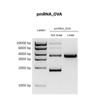 pmRNA_OVA - Image 2