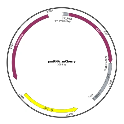pmRNA_mCherry - Image 3